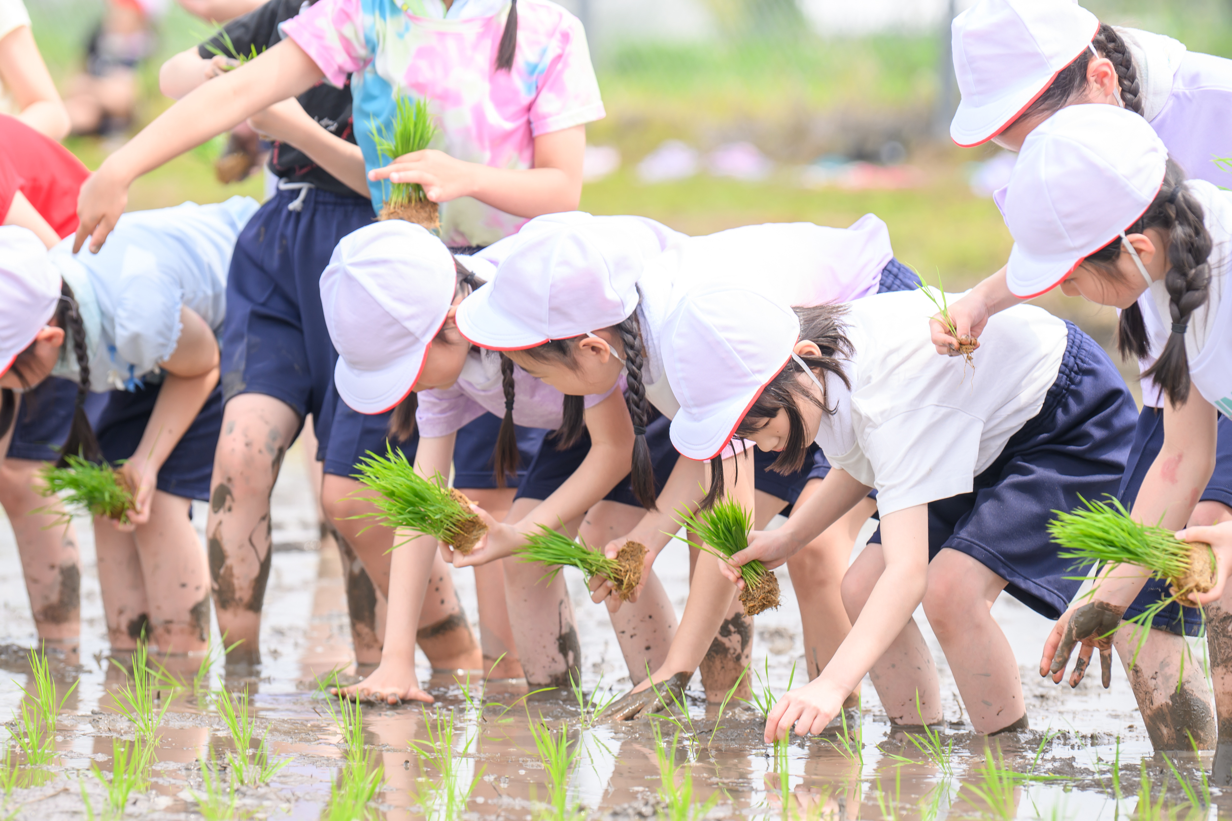 田植え遠足（2年生） | NEWS & TOPICS | 白百合学園小学校